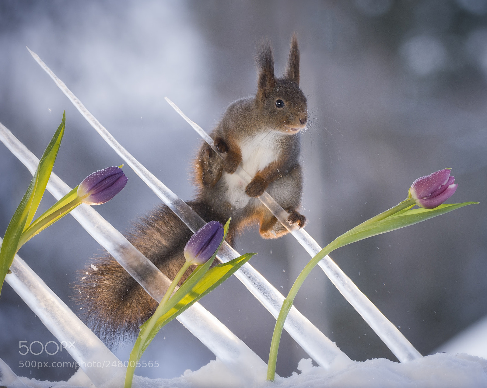 Nikon D810 sample photo. Red squirrel in icicles photography