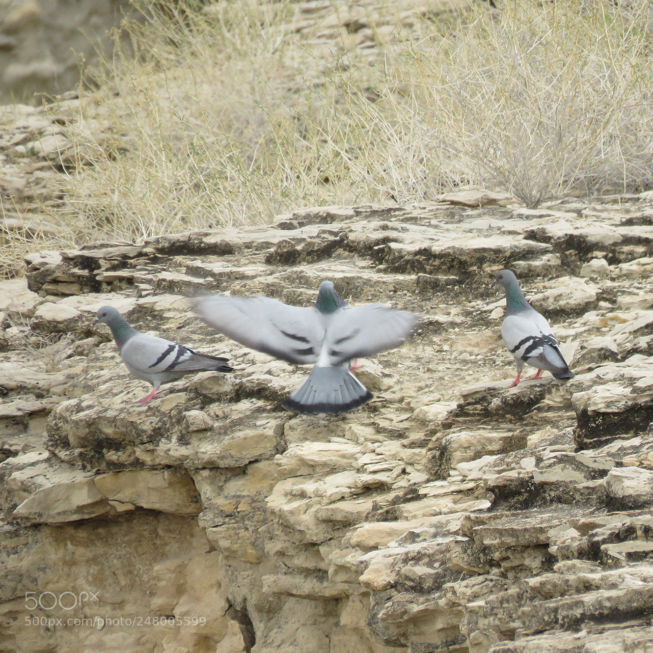 Canon PowerShot SX60 HS sample photo. Landing photography