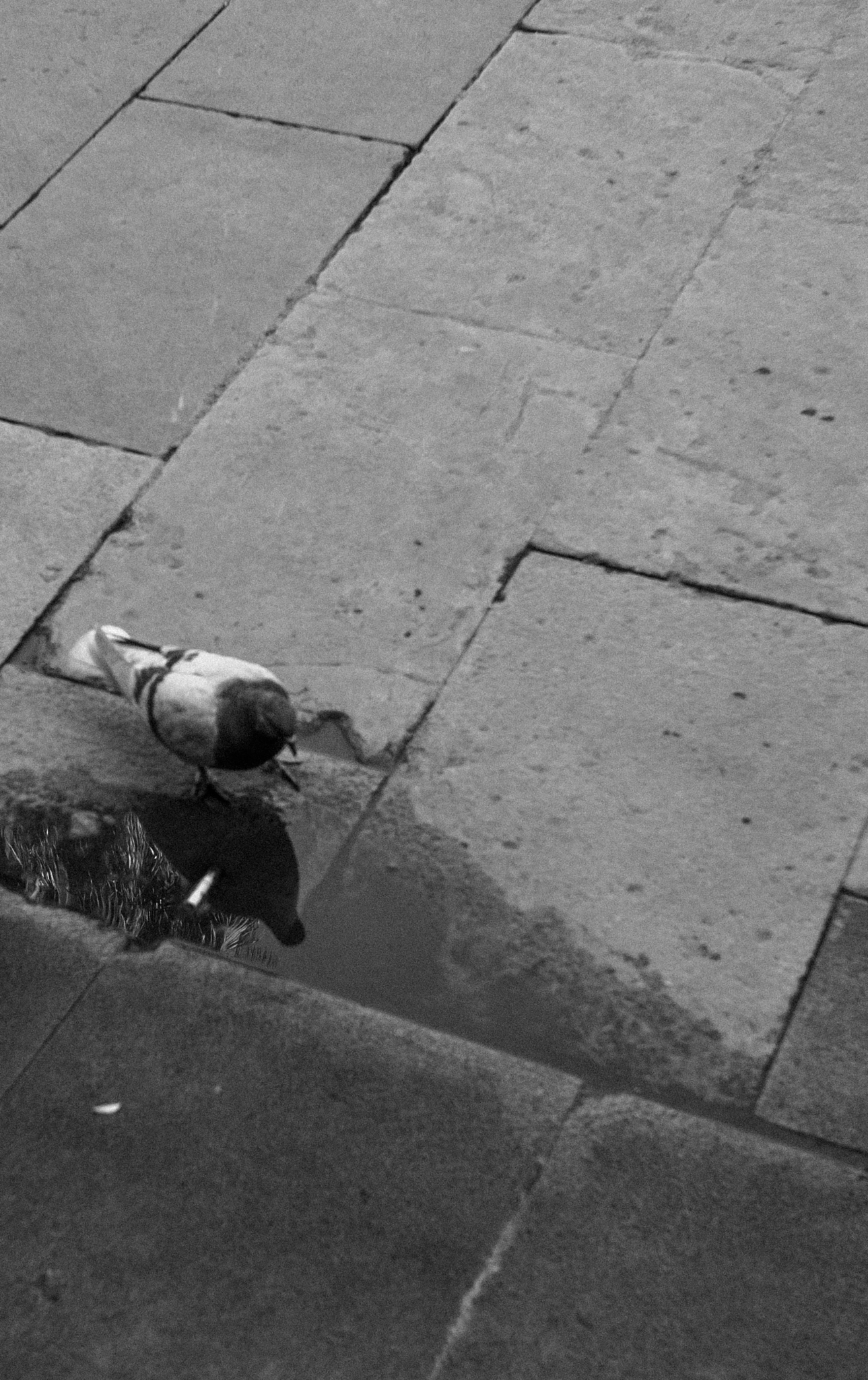 Leica X (Typ 113) sample photo. Несомненно, все это скоро кончится — photography