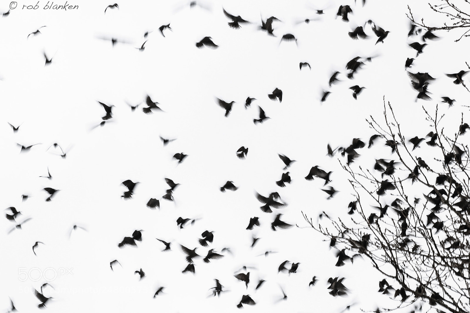 Nikon D850 sample photo. Moving birds (8) photography