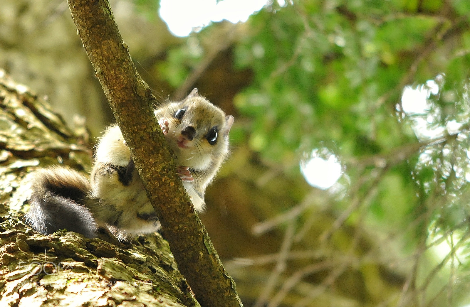 Nikon D300 sample photo. Momonga photography