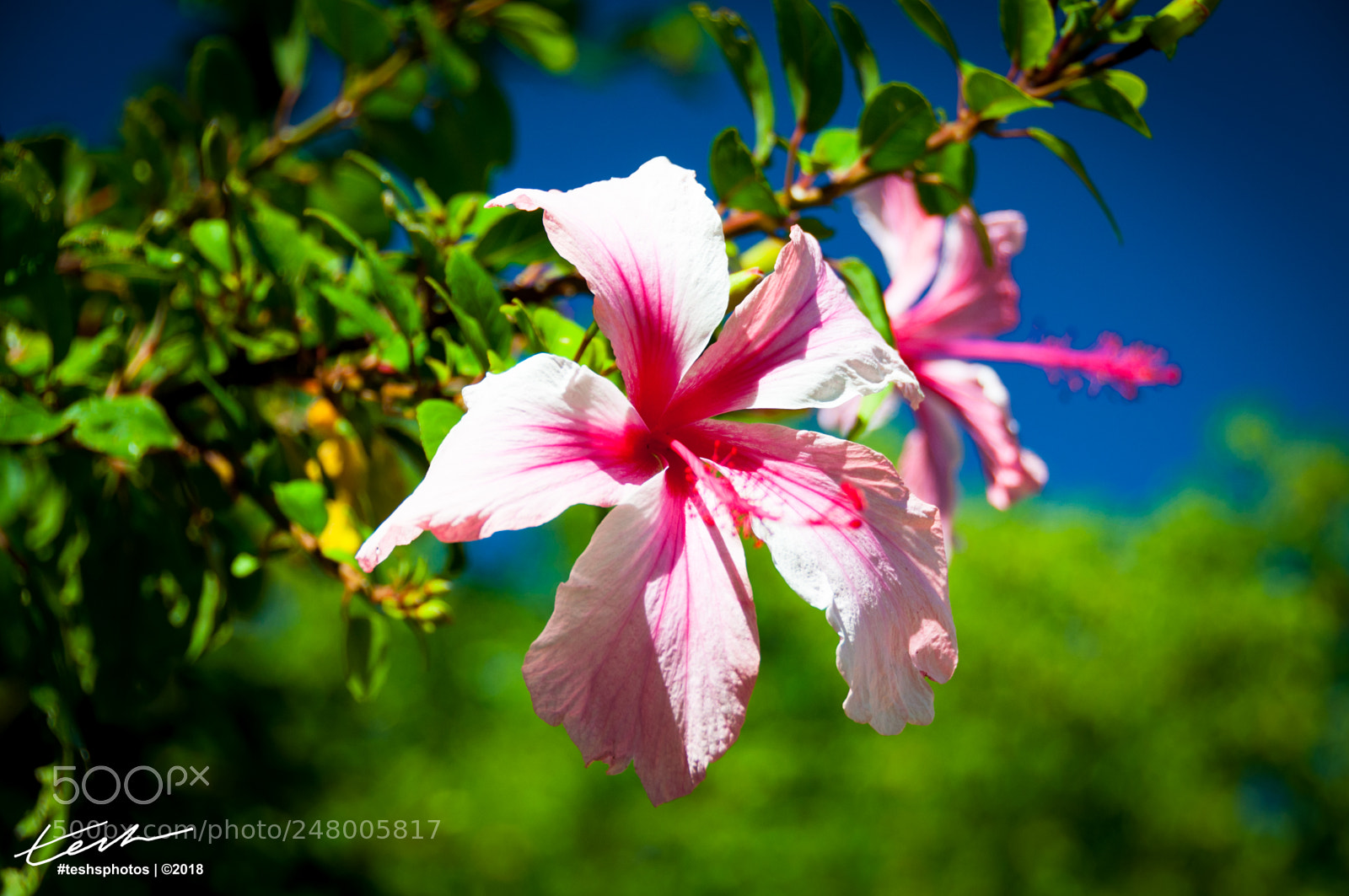 Nikon D90 sample photo. Hawaiian pink lady photography