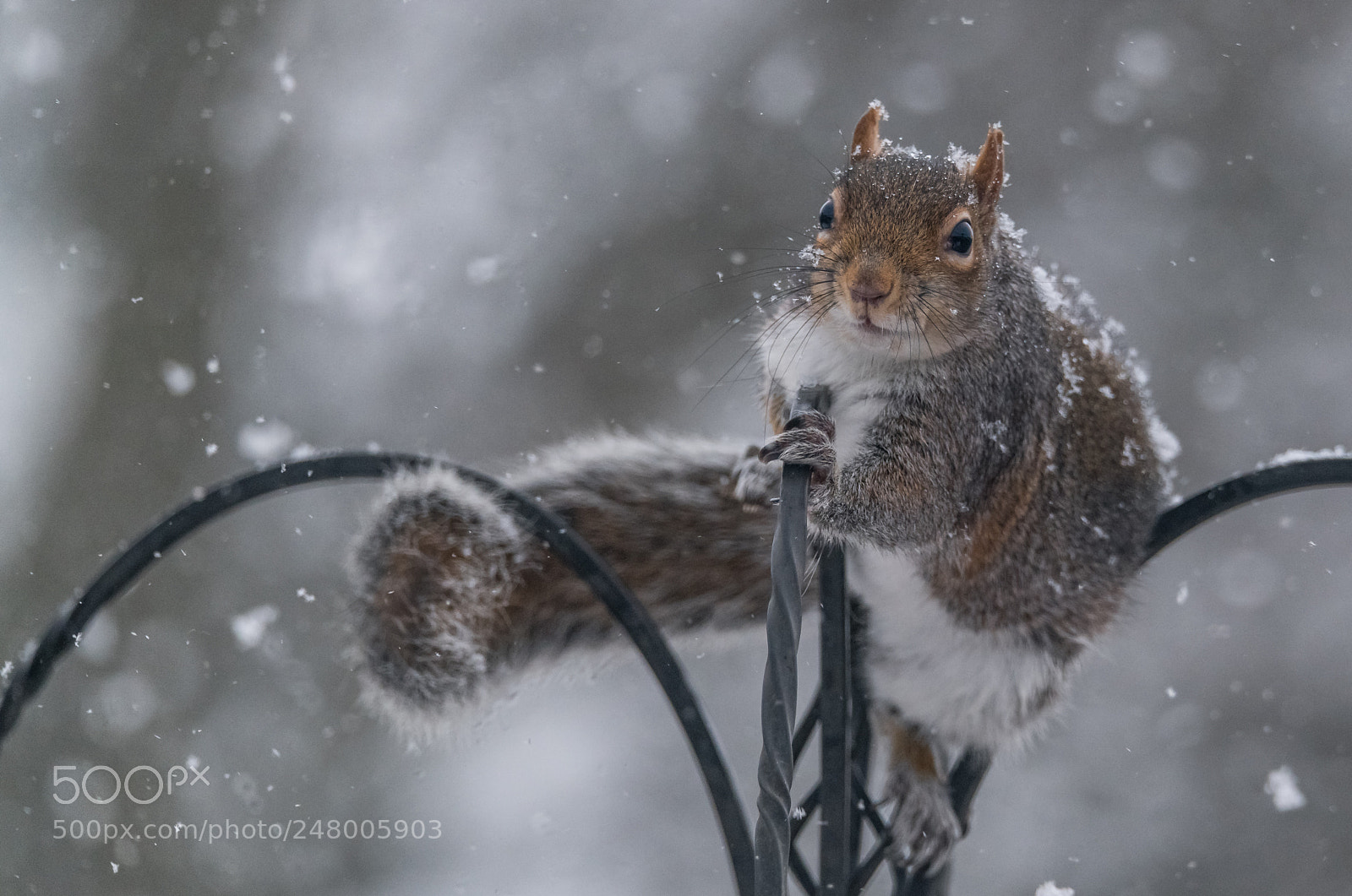 Nikon D850 sample photo. A winter tail! photography