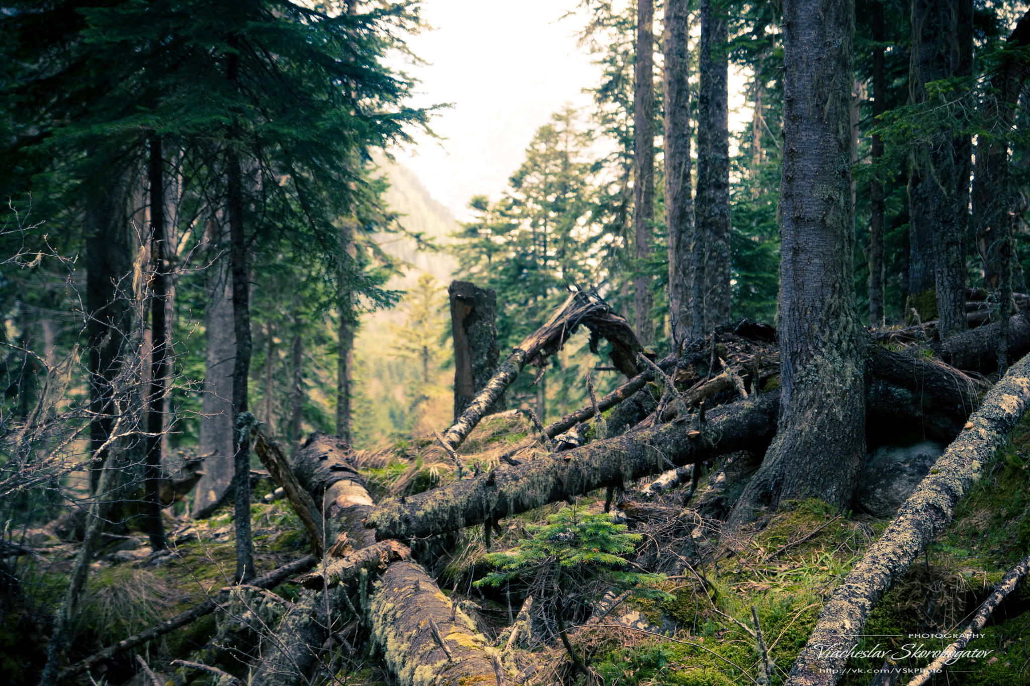 Sony SLT-A77 sample photo. It's like a fairytale photography