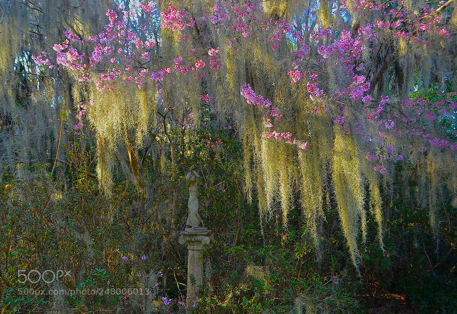 Nikon D5100 sample photo. Spring at magnolia gardens photography