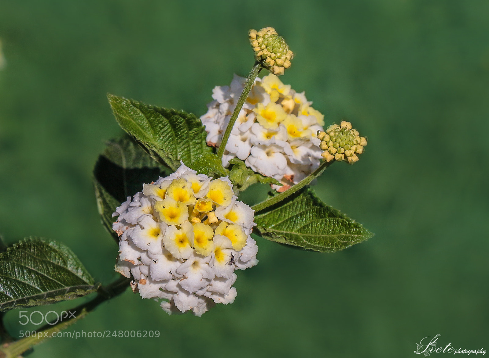Canon EOS 700D (EOS Rebel T5i / EOS Kiss X7i) sample photo. White lantana photography