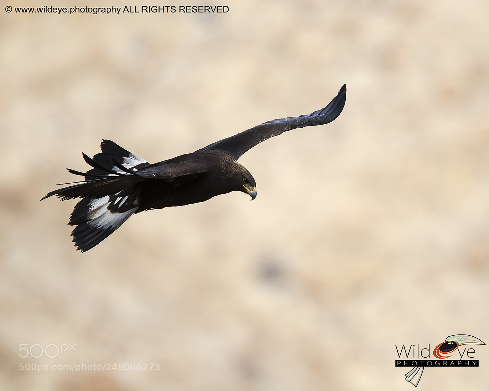 Canon EOS 7D Mark II sample photo. Golden eagle photography