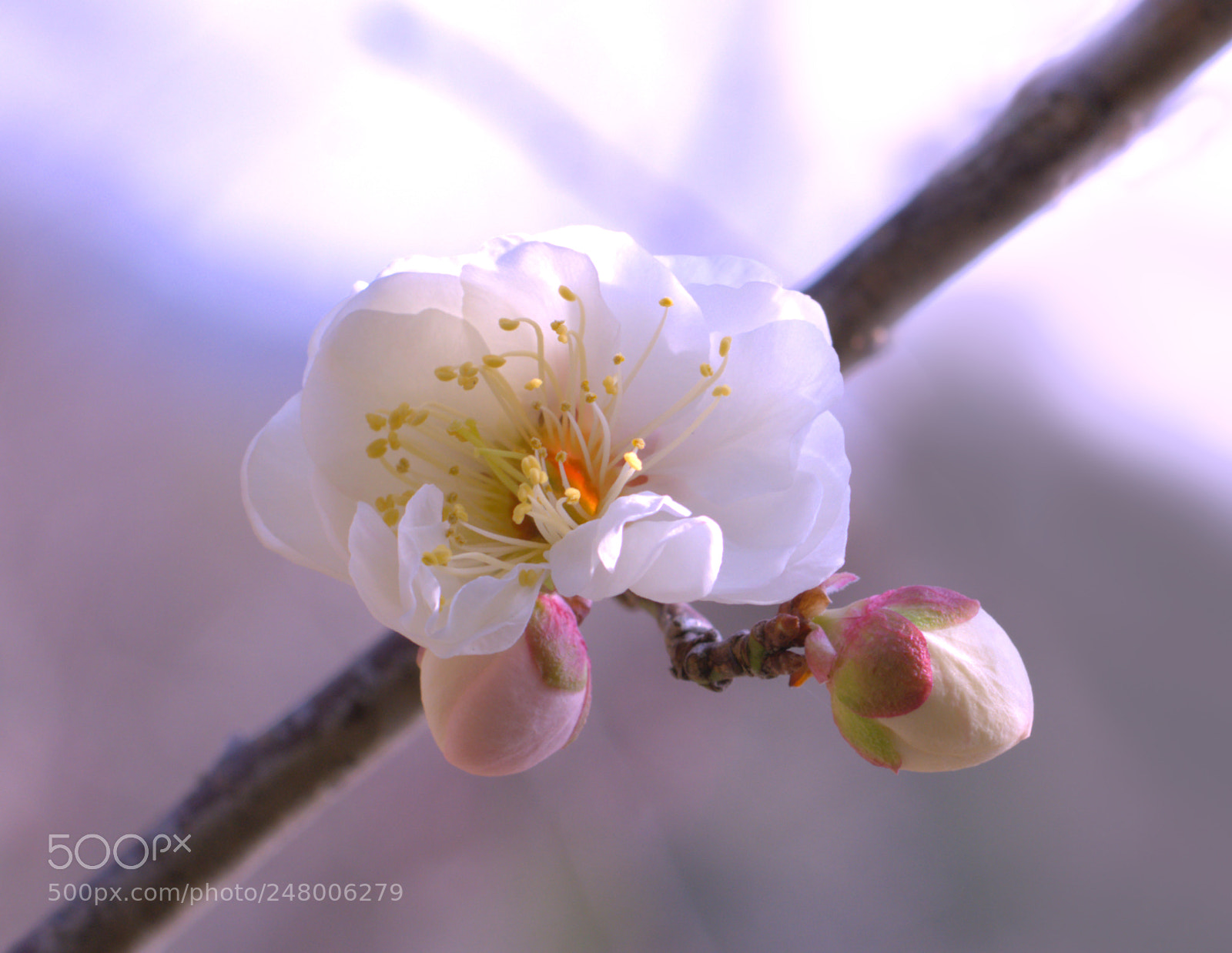 Nikon D7100 sample photo. Plum bloossm photography