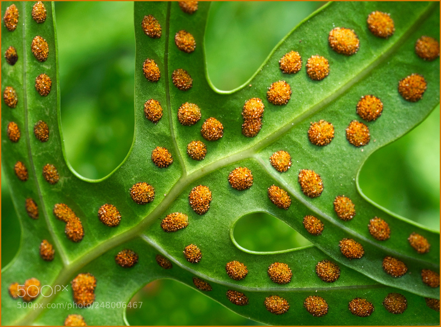 Olympus OM-D E-M1 Mark II sample photo. Fern spores photography