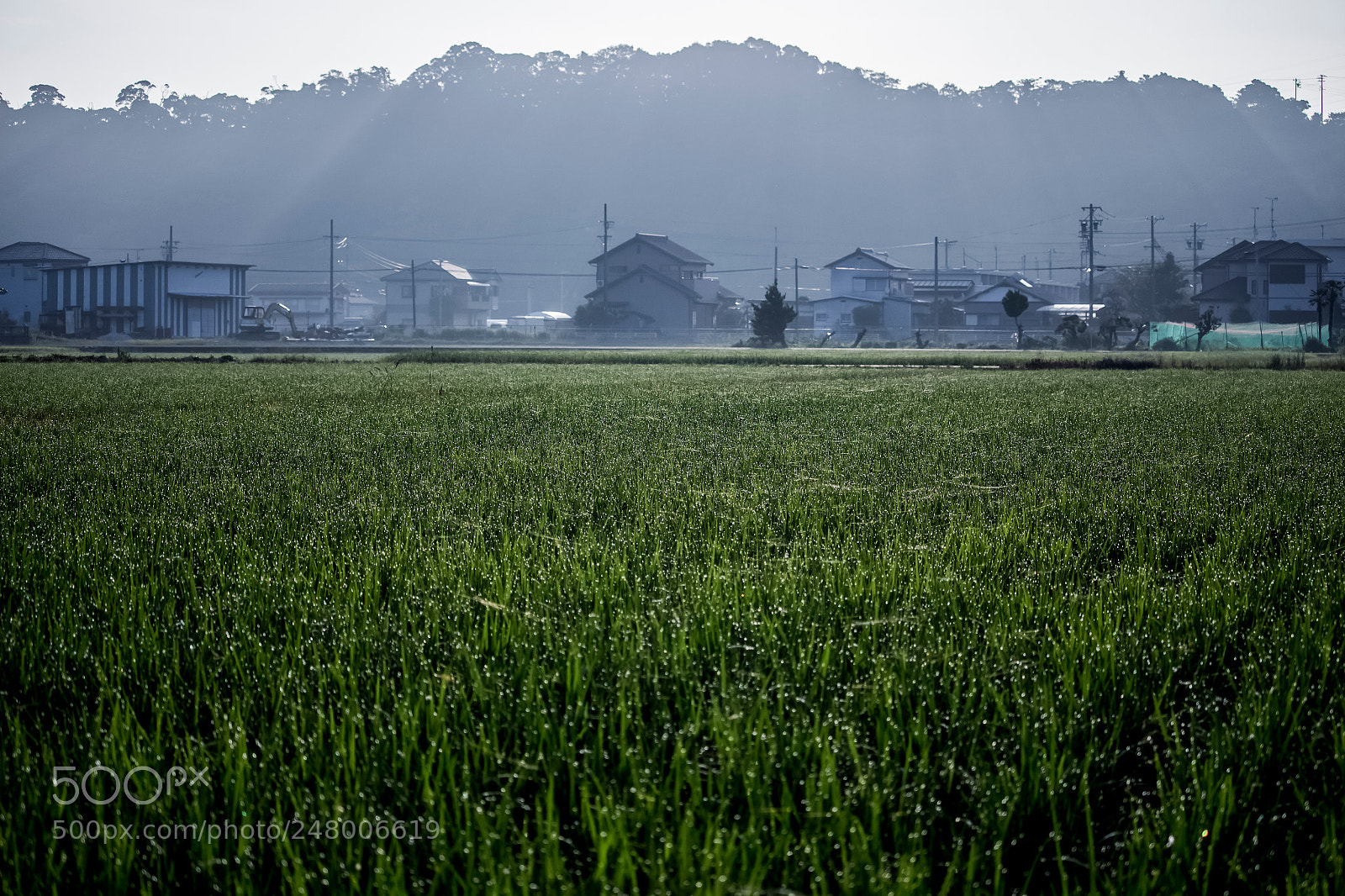 Canon EOS 700D (EOS Rebel T5i / EOS Kiss X7i) sample photo. Million dew drops photography