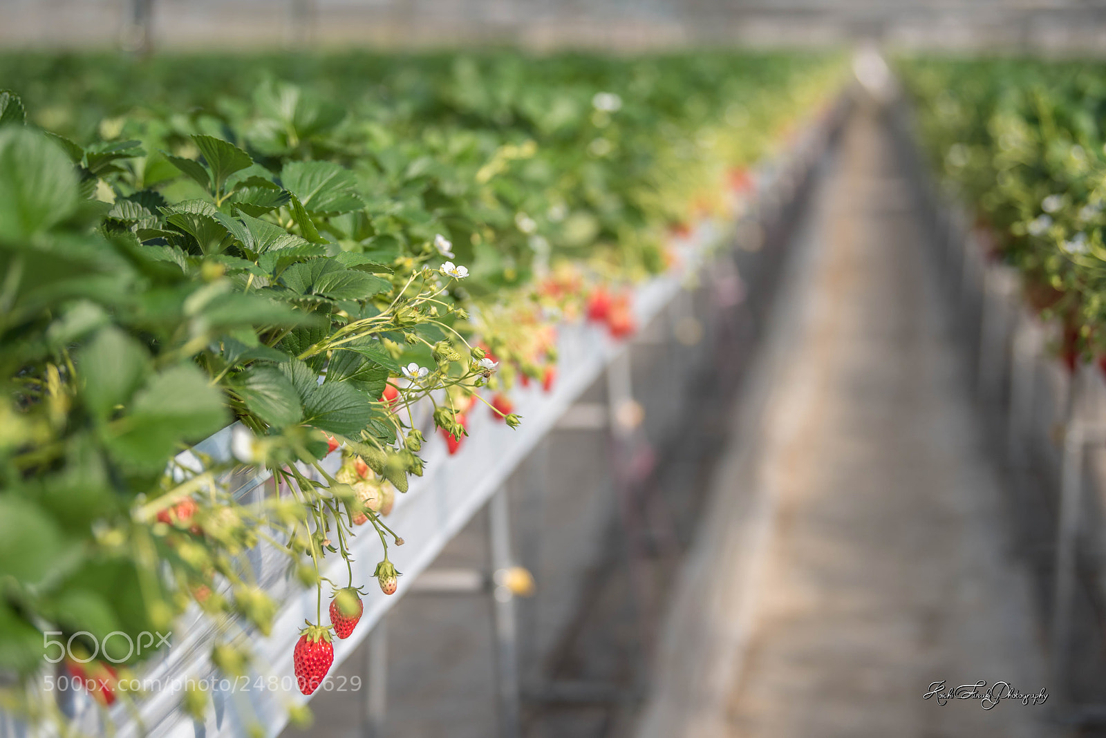 Nikon D810 sample photo. Greenhouse strowberry cultivation photography