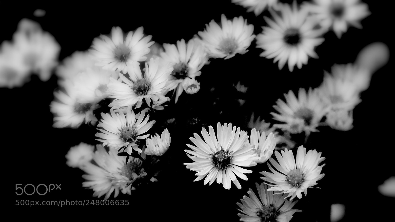 Panasonic Lumix DMC-FZ200 sample photo. Asters b&w. photography