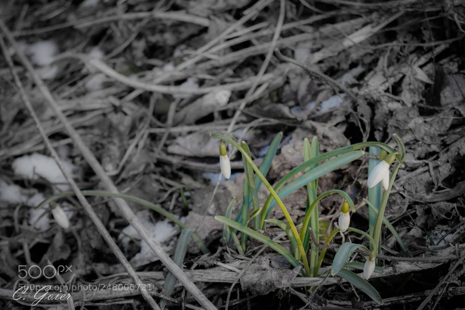 Canon EOS 77D (EOS 9000D / EOS 770D) sample photo. Forerunner photography
