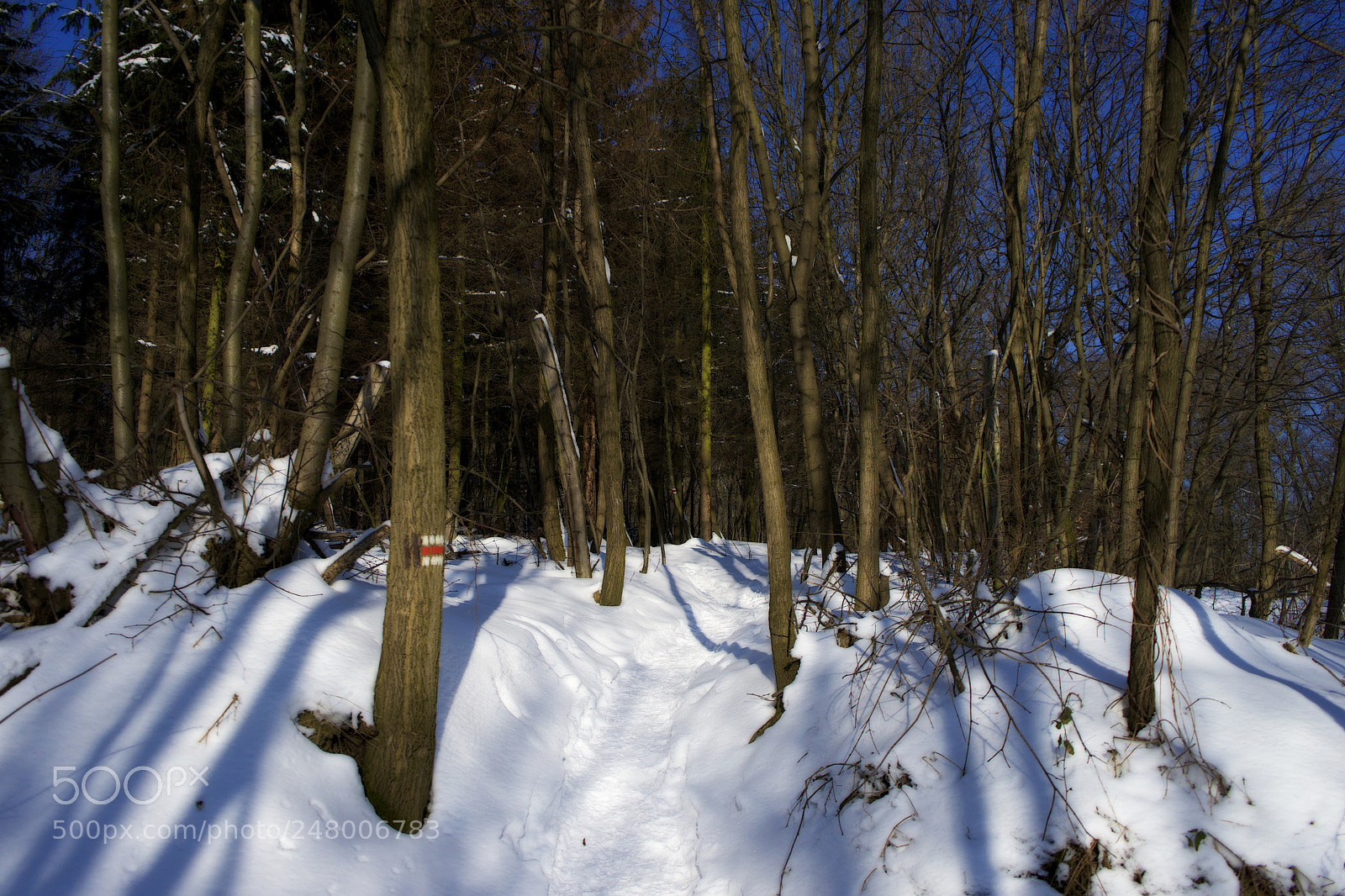 Sony a7 sample photo. Snow aisle photography
