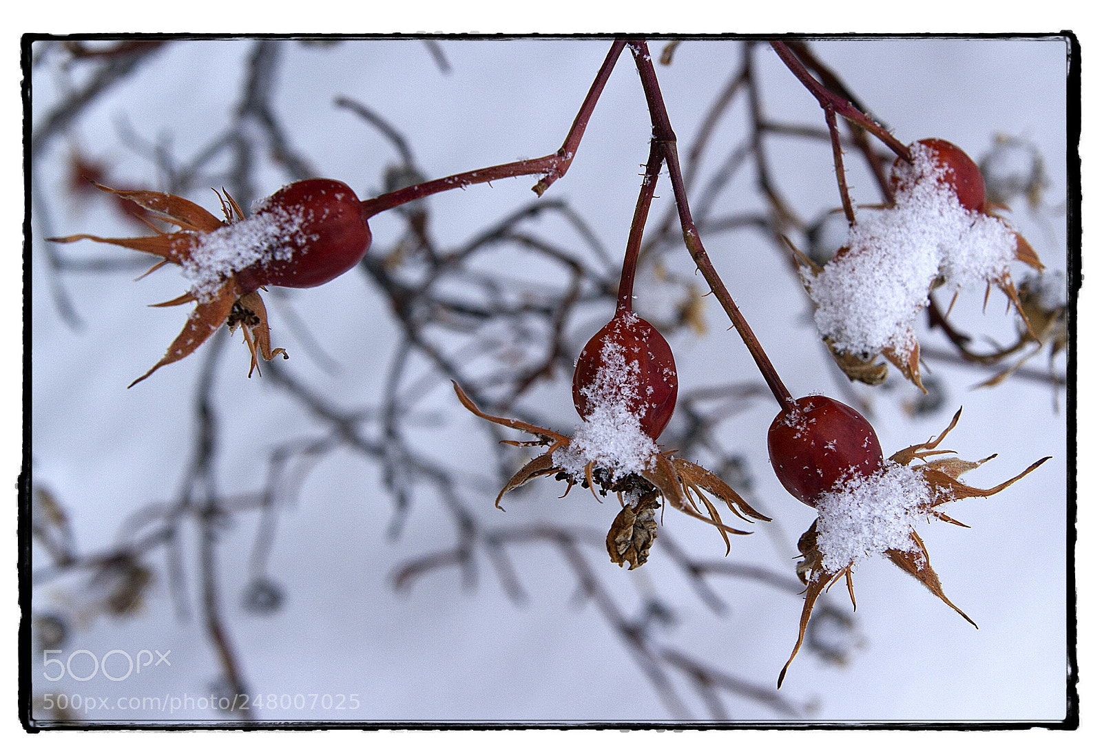 Canon EOS 7D sample photo. Snowflakes on the berries. photography