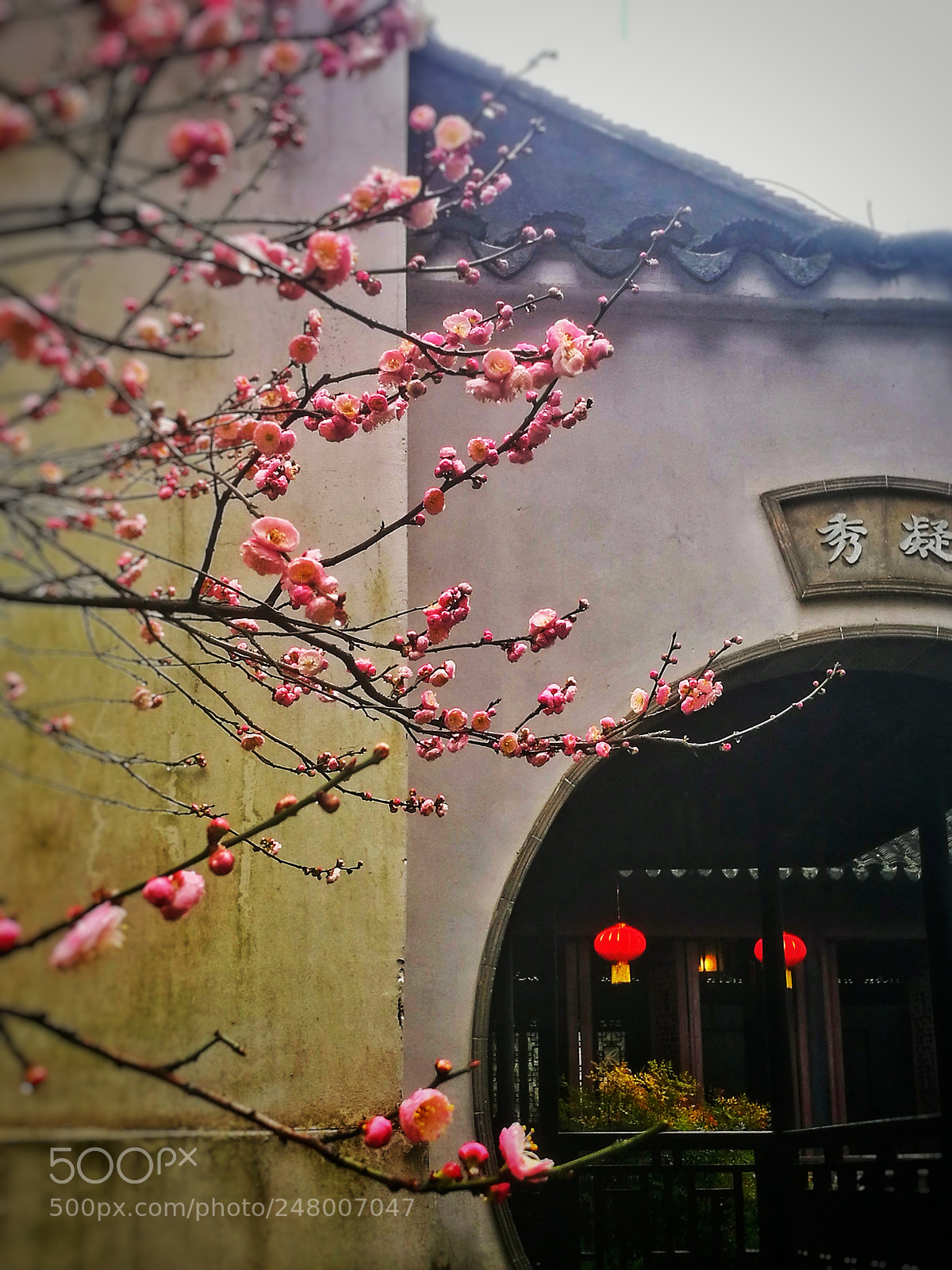 HUAWEI P9 sample photo. 寄畅春色 photography