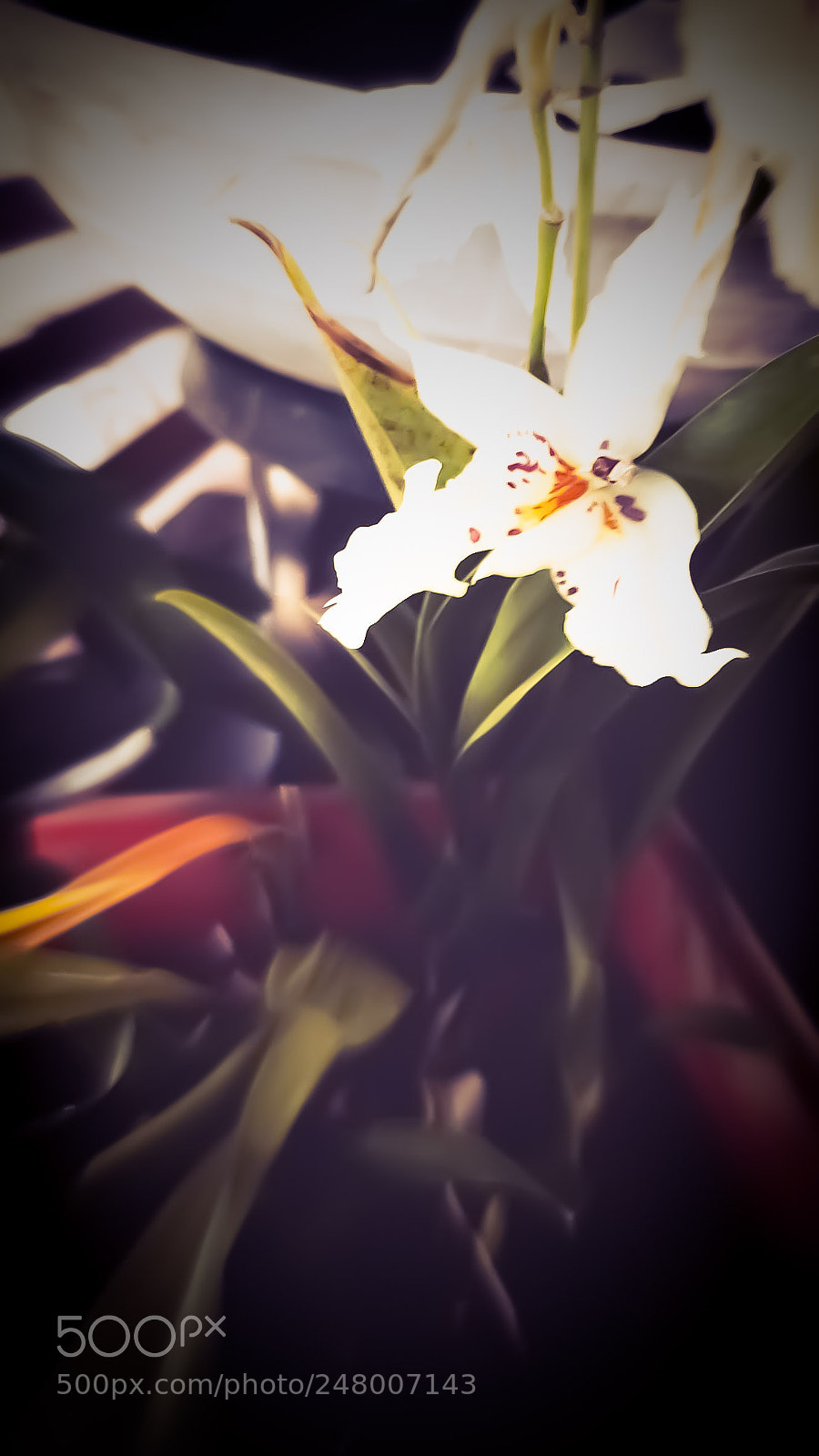 Motorola Moto X Play sample photo. Untitled photography