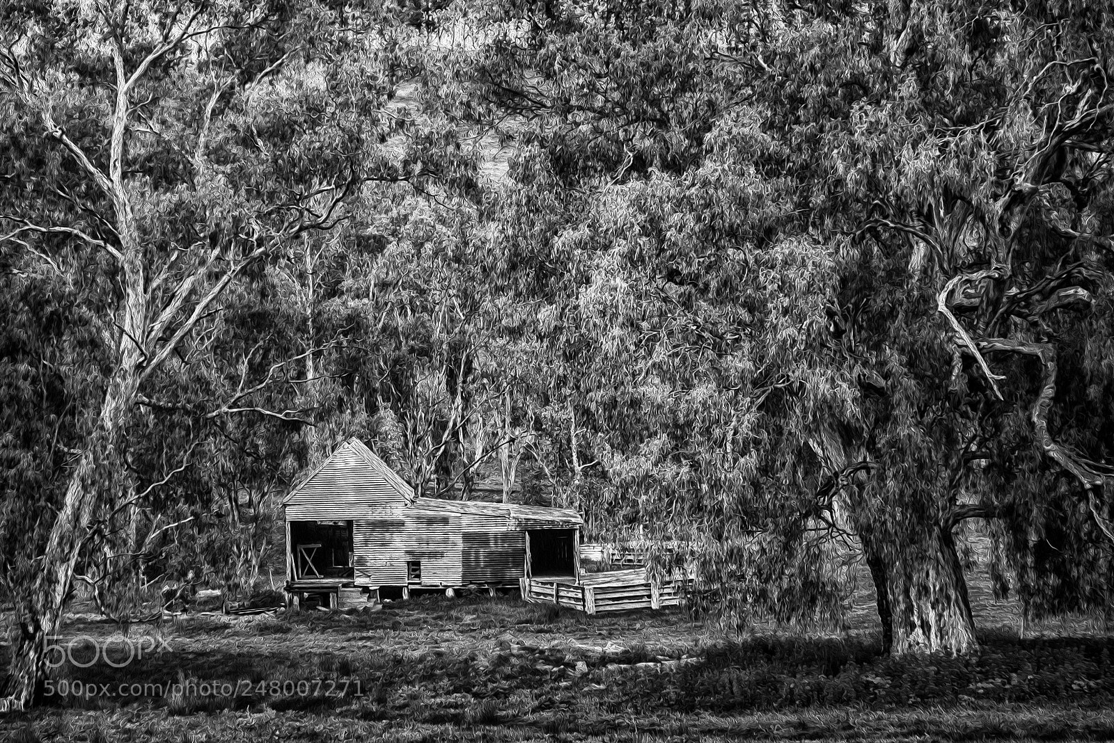 Olympus OM-D E-M5 sample photo. Shearing shed photography