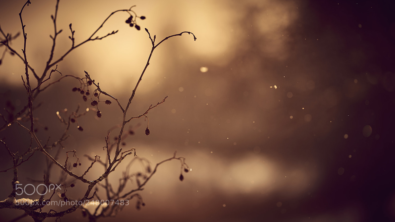 Nikon D800E sample photo. Gentle snowfall ii photography