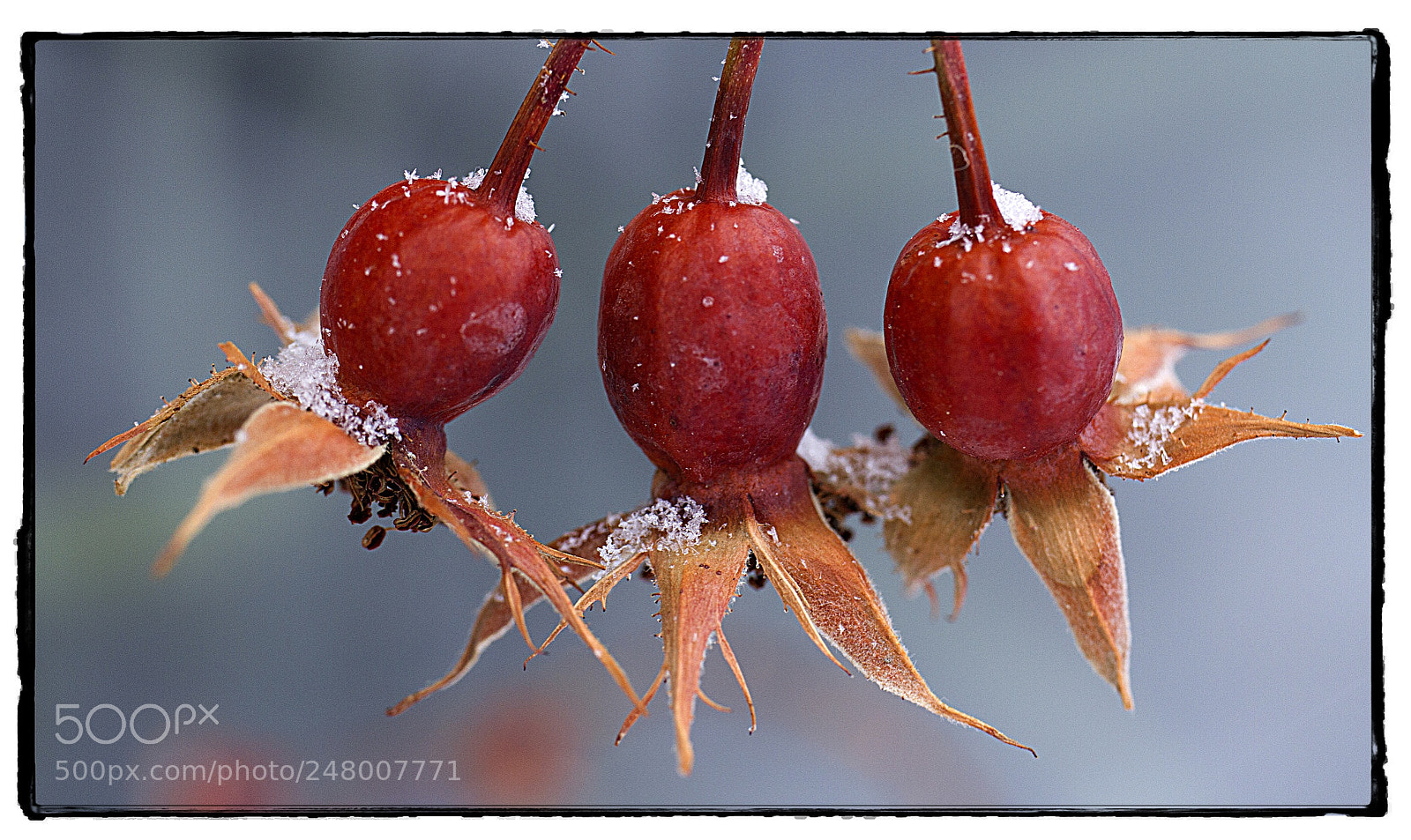 Canon EOS 7D sample photo. Three frozen berries. photography