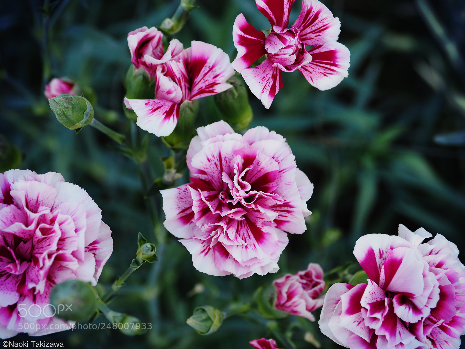 Olympus OM-D E-M1 Mark II sample photo. Carnation photography