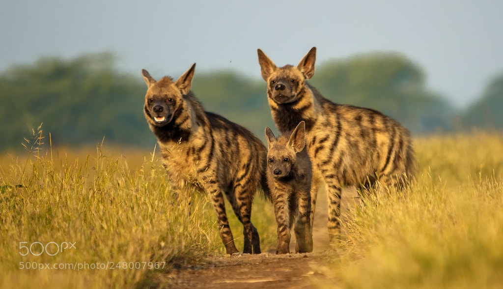 Canon EOS 60D sample photo. The trio - striped photography