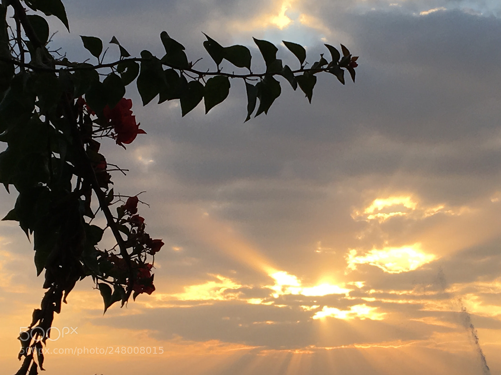 Apple iPhone 6s sample photo. Img photography
