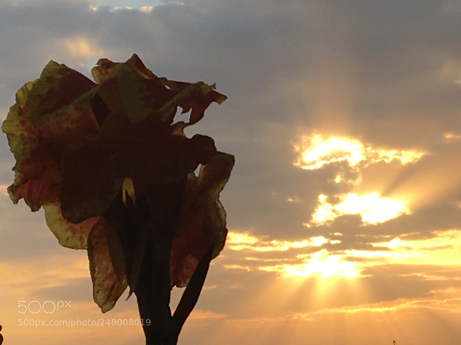 Apple iPhone 6s sample photo. Img photography