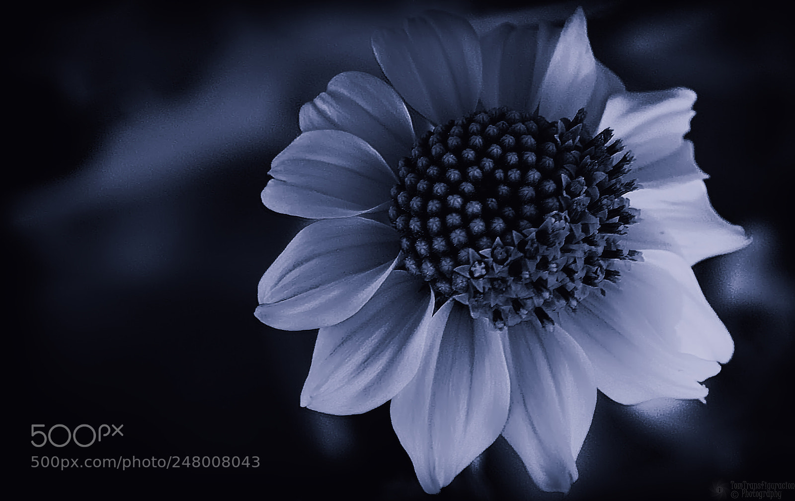 Nikon D500 sample photo. *** 2 photography