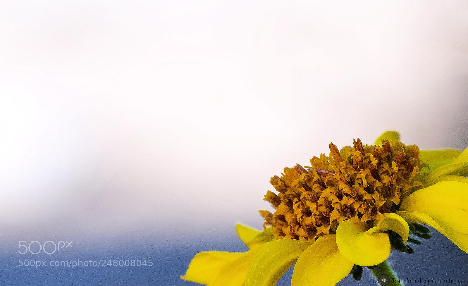 Nikon D500 sample photo. *** 1 photography