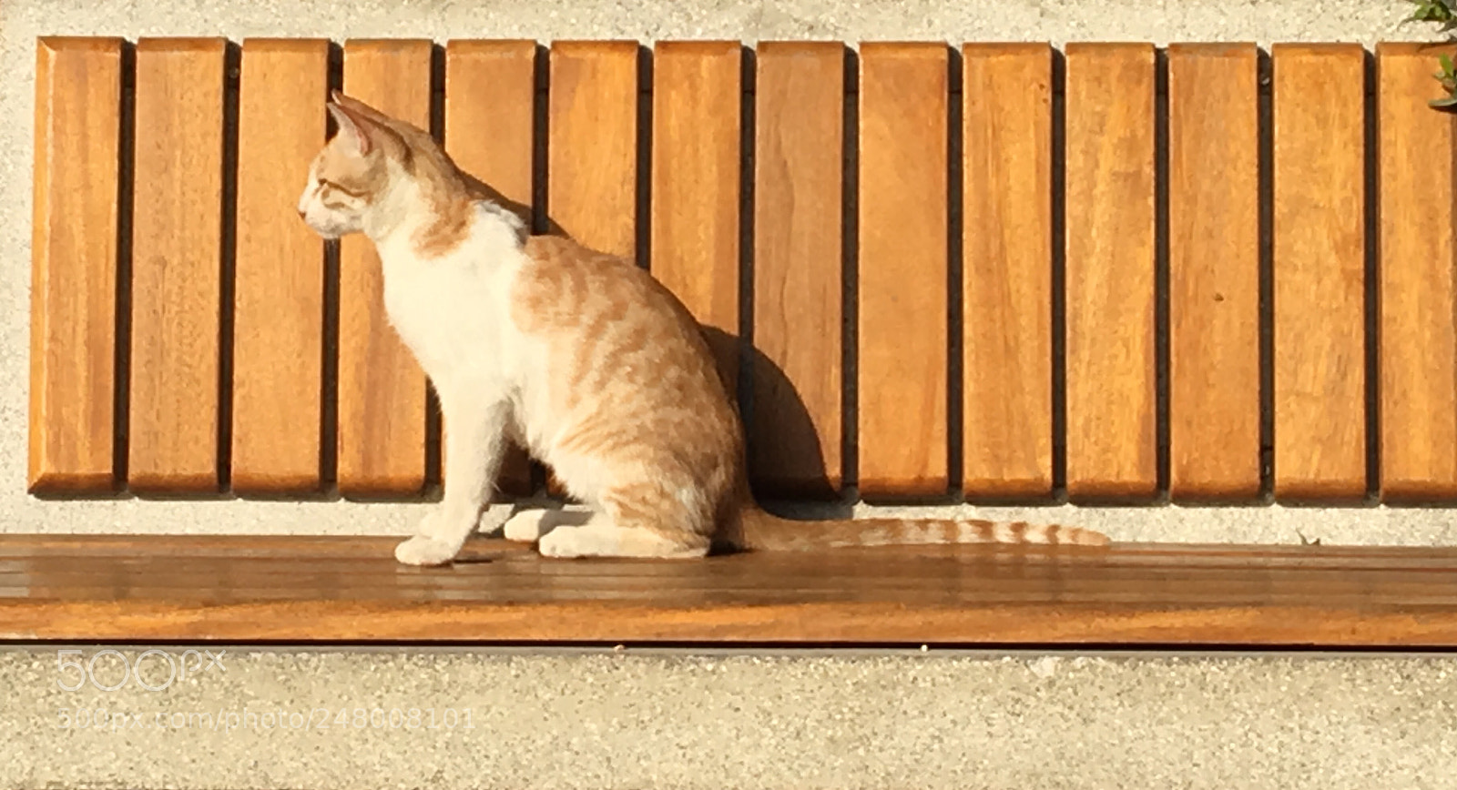 Apple iPhone 6s sample photo. Img photography