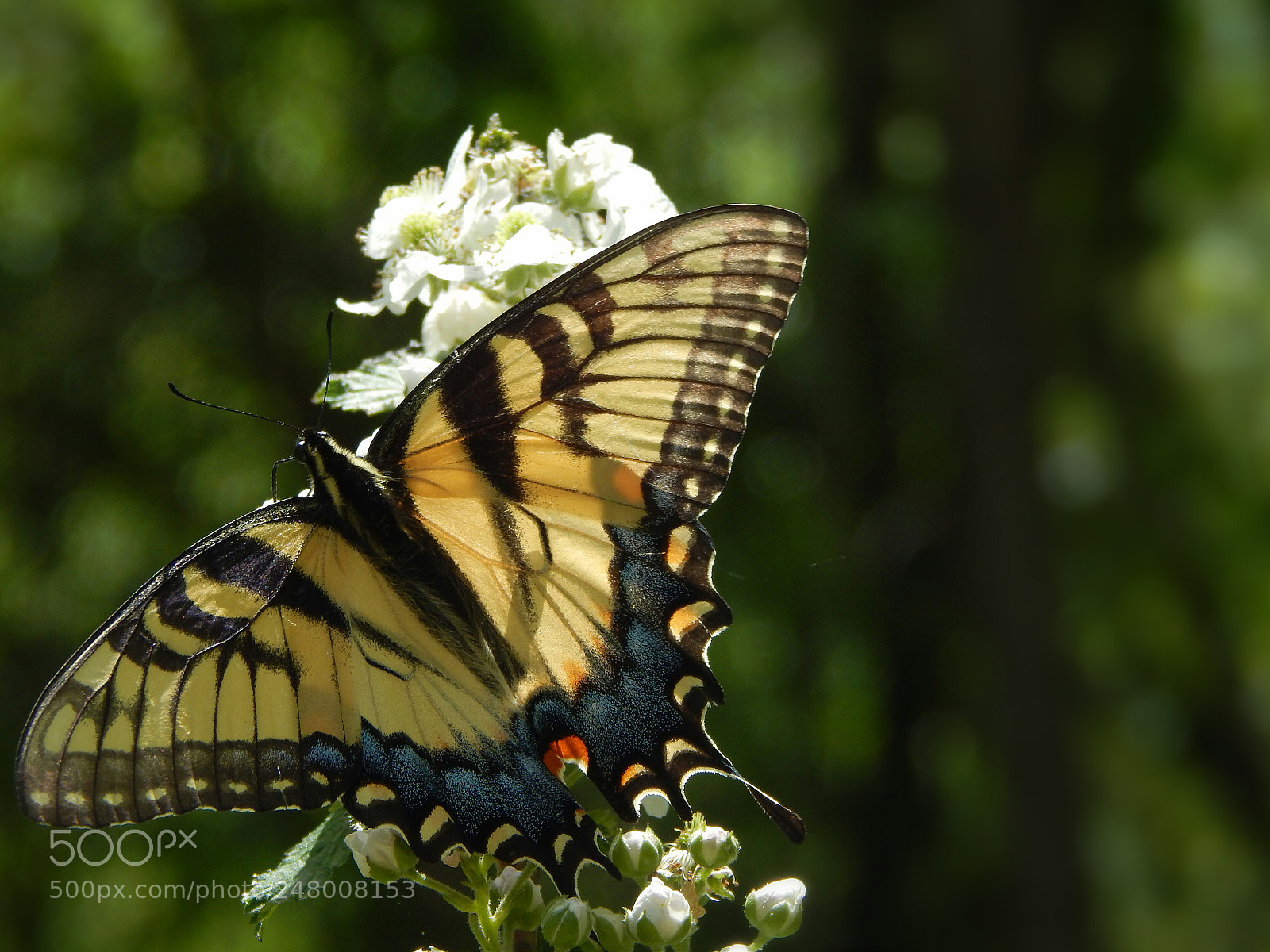 Nikon Coolpix L820 sample photo. Butterfly wingspan photography