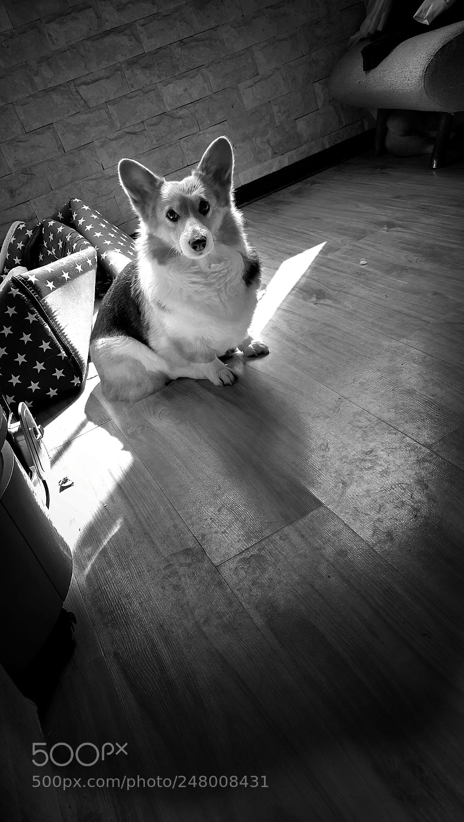 HUAWEI Mate 10 sample photo. Dog photography