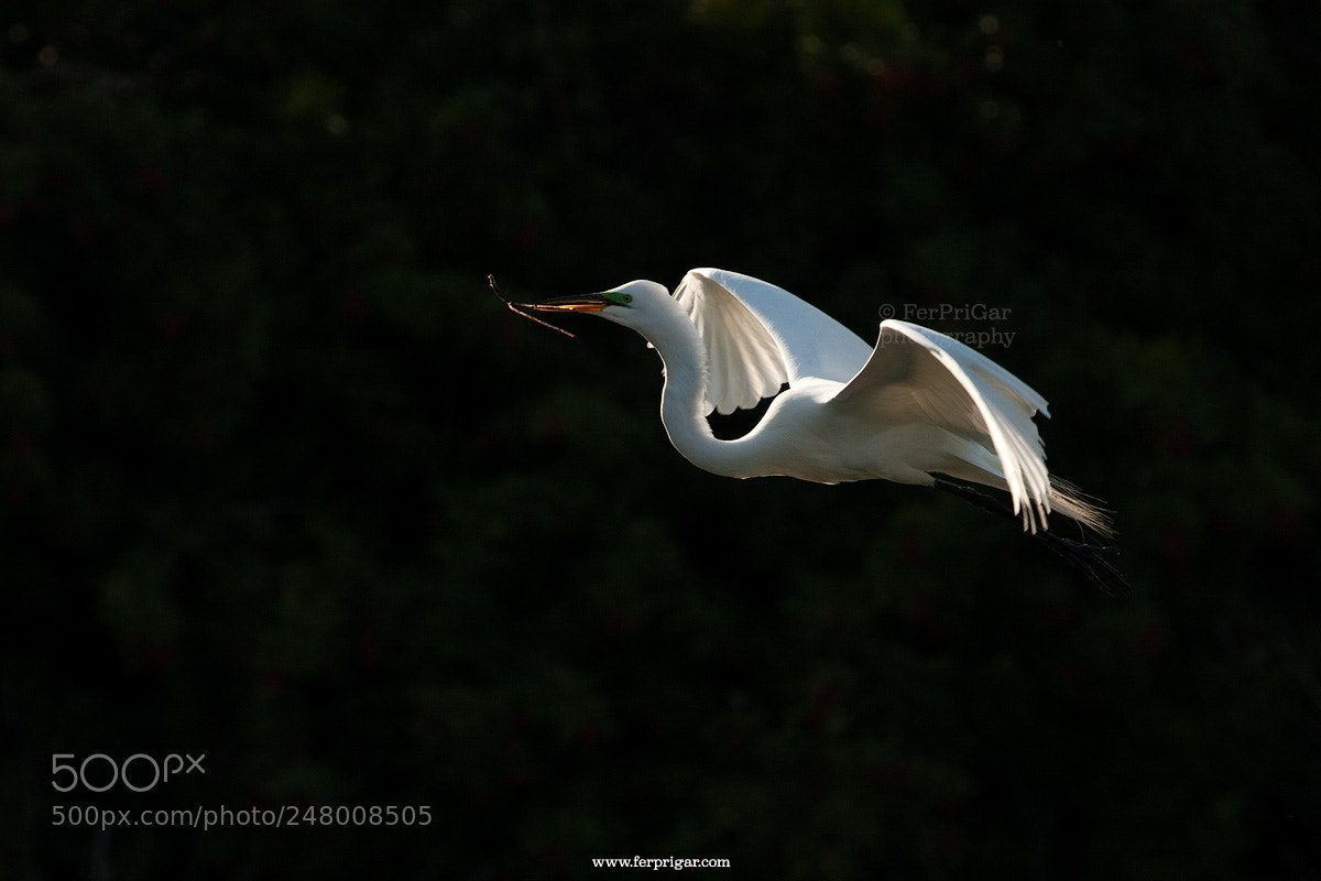 Canon EOS 40D sample photo. Garceta grande photography