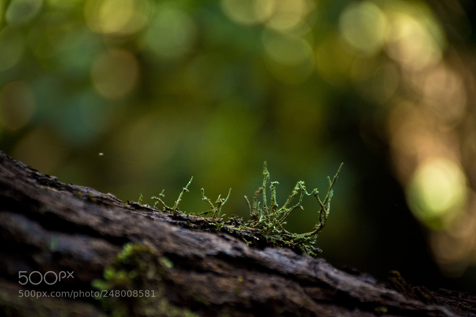Nikon D7100 sample photo. A picture of something.. photography