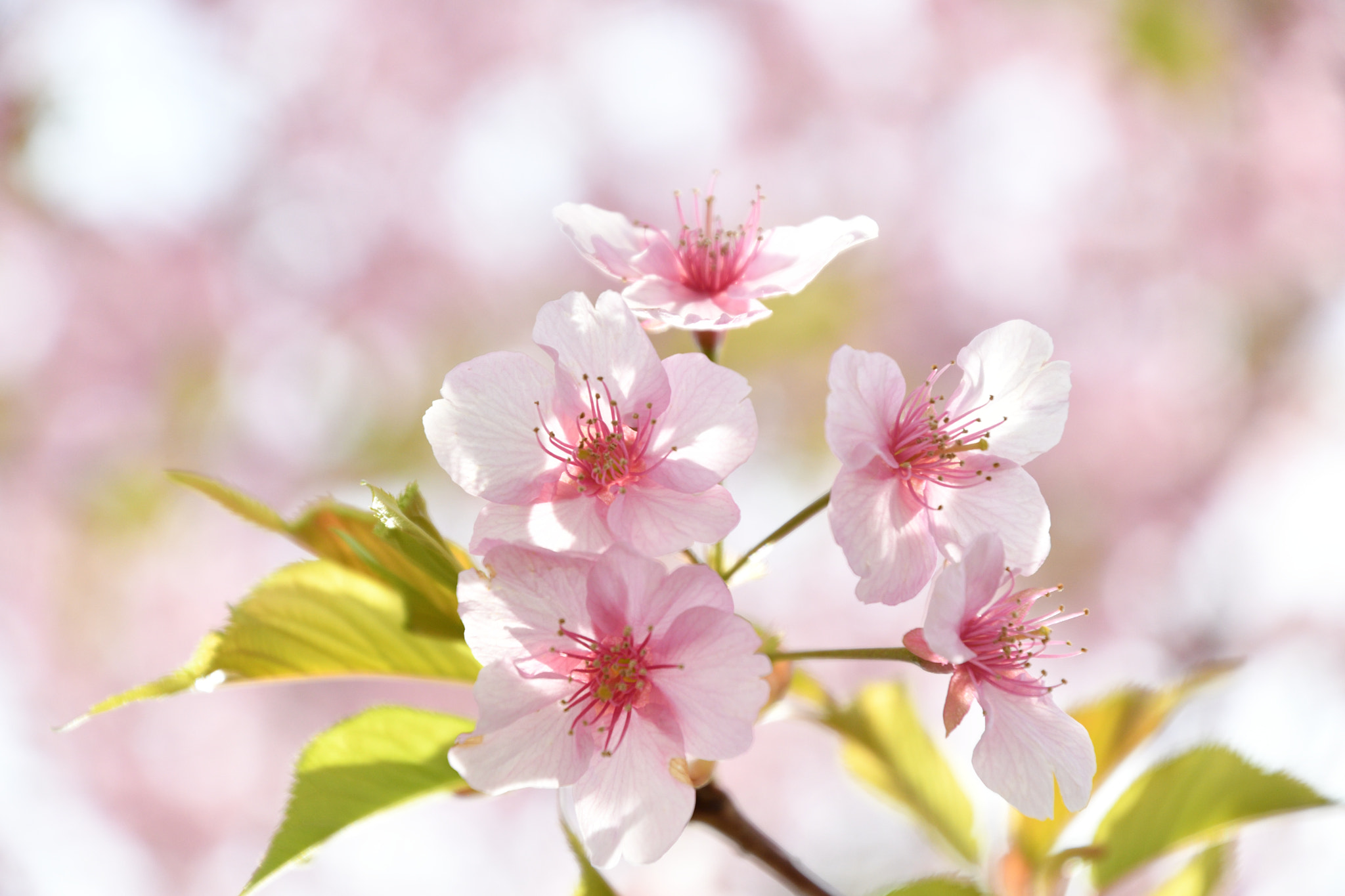 Nikon D500 sample photo. Cherry blossoms photography