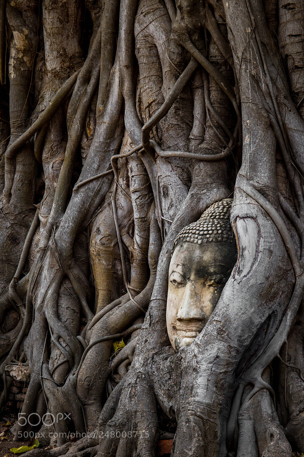 Canon EOS-1D Mark IV sample photo. Buddha photography