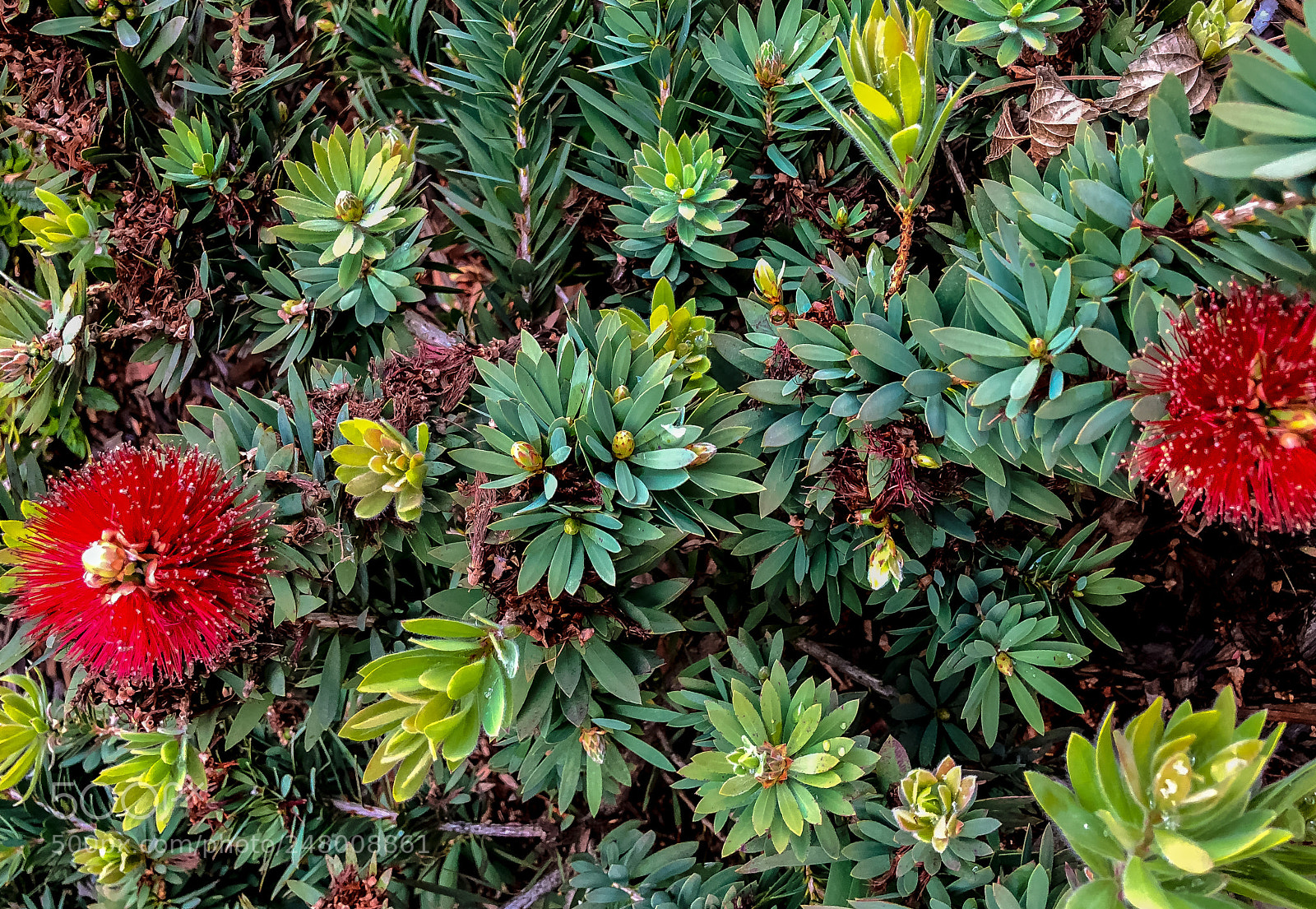 Apple iPhone 8 Plus sample photo. Greenery photography
