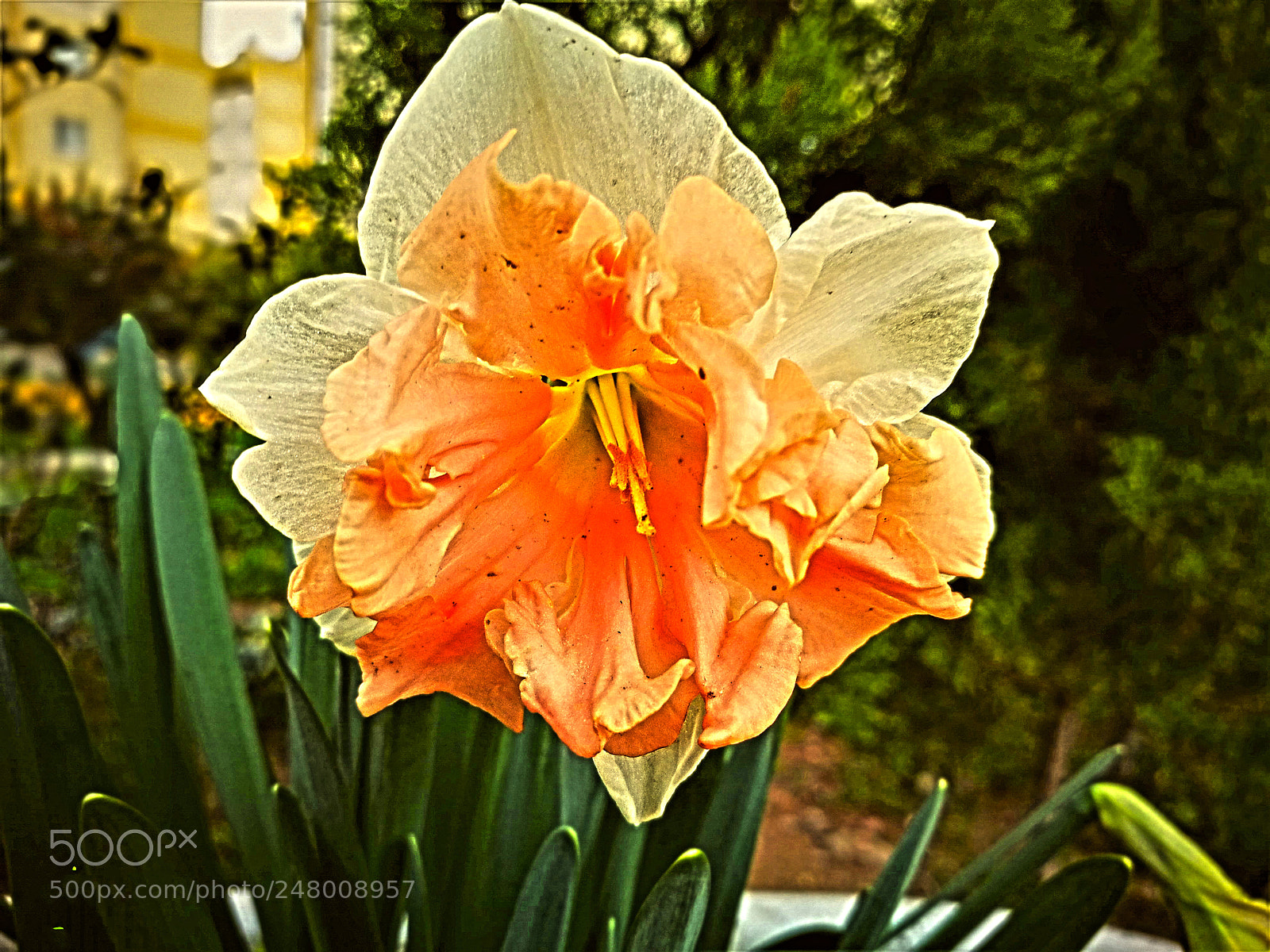 HUAWEI P9 sample photo. Flower photography