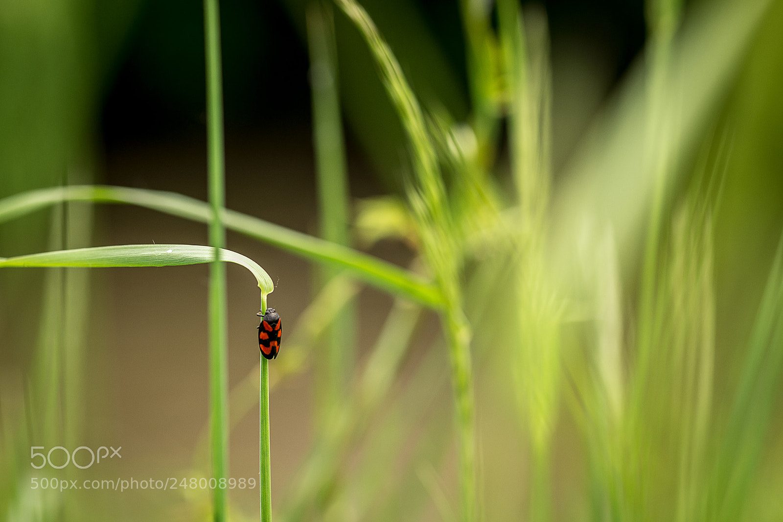 Nikon D3100 sample photo. Untitled photography