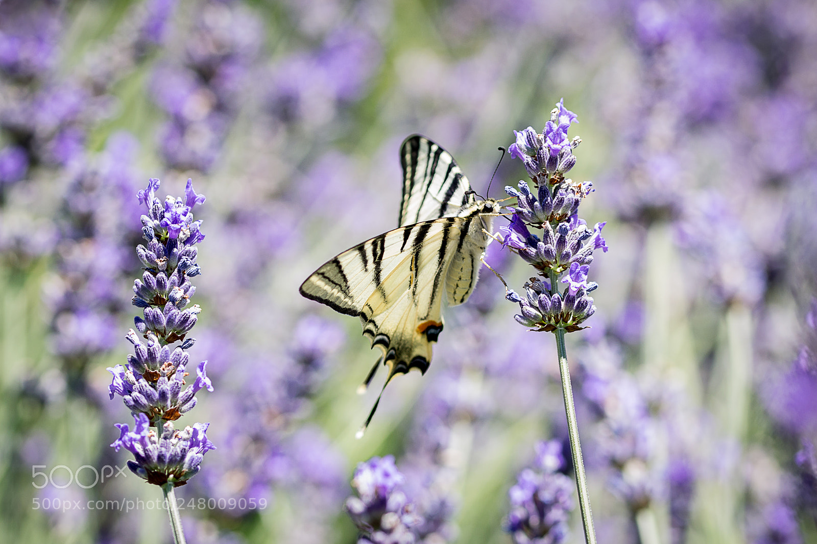 Nikon D3100 sample photo. Butterfly photography