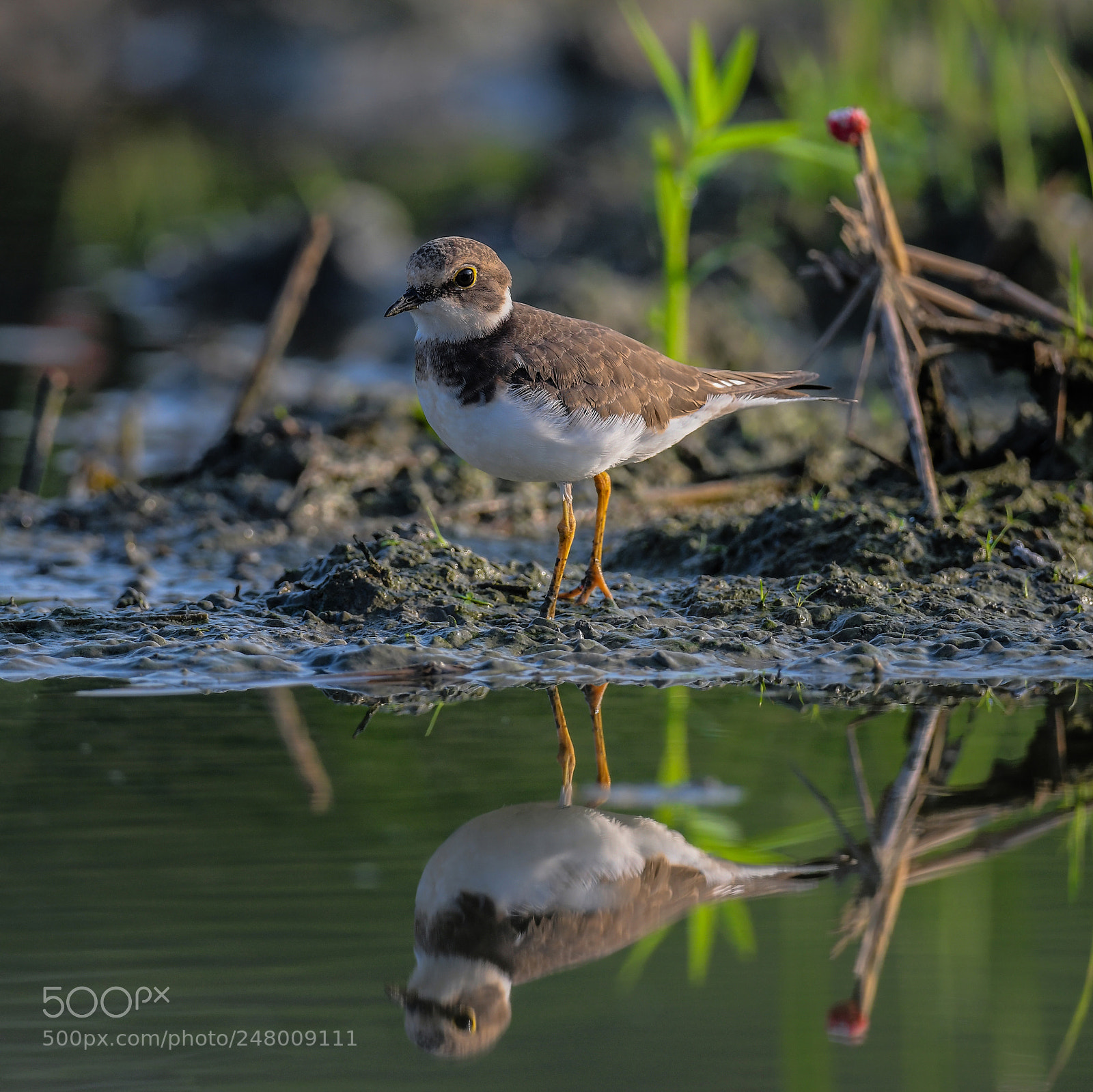 Nikon D850 sample photo. Charadrius alexandrinus photography