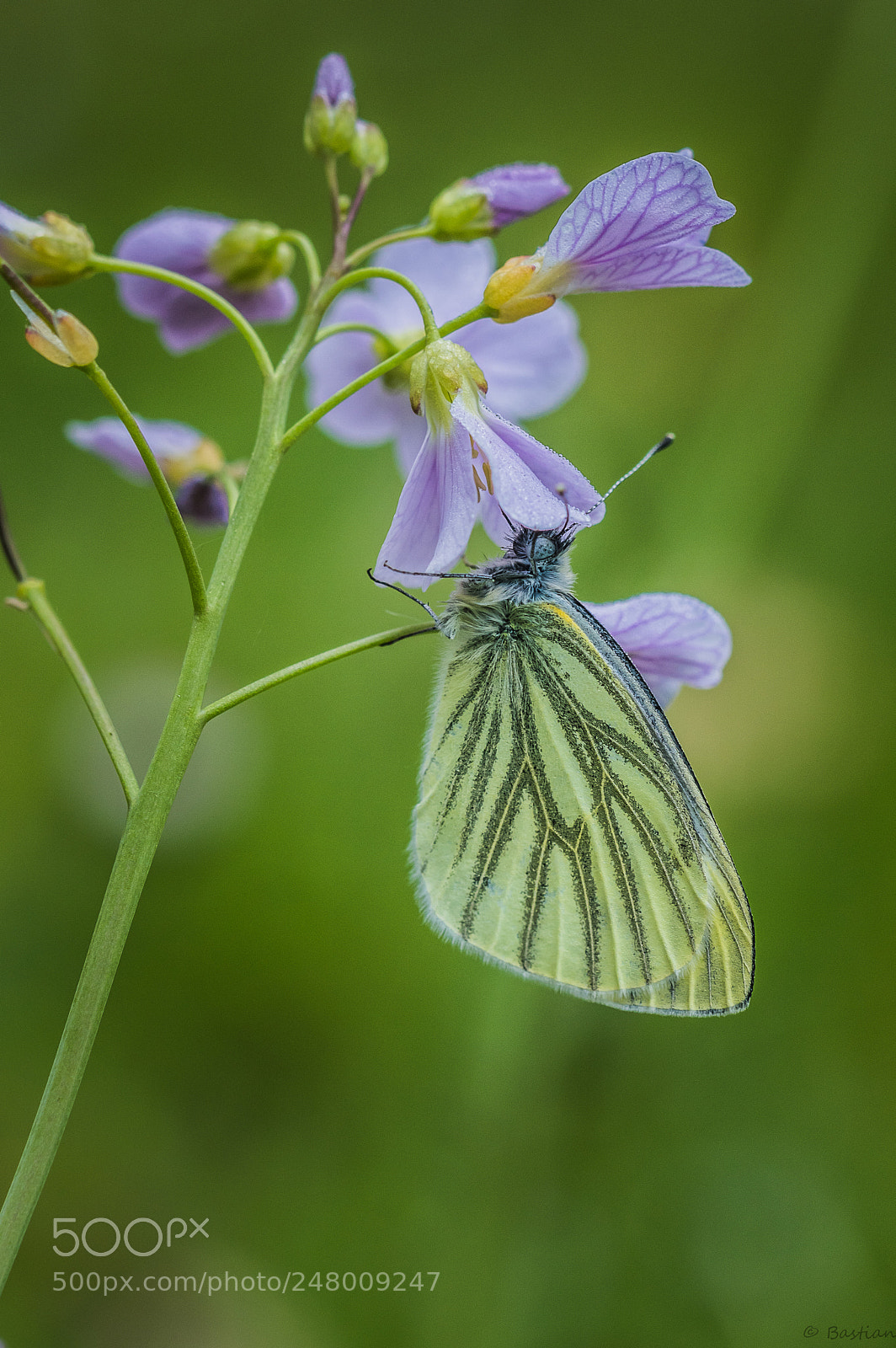 Nikon D3200 sample photo. Green veined white photography
