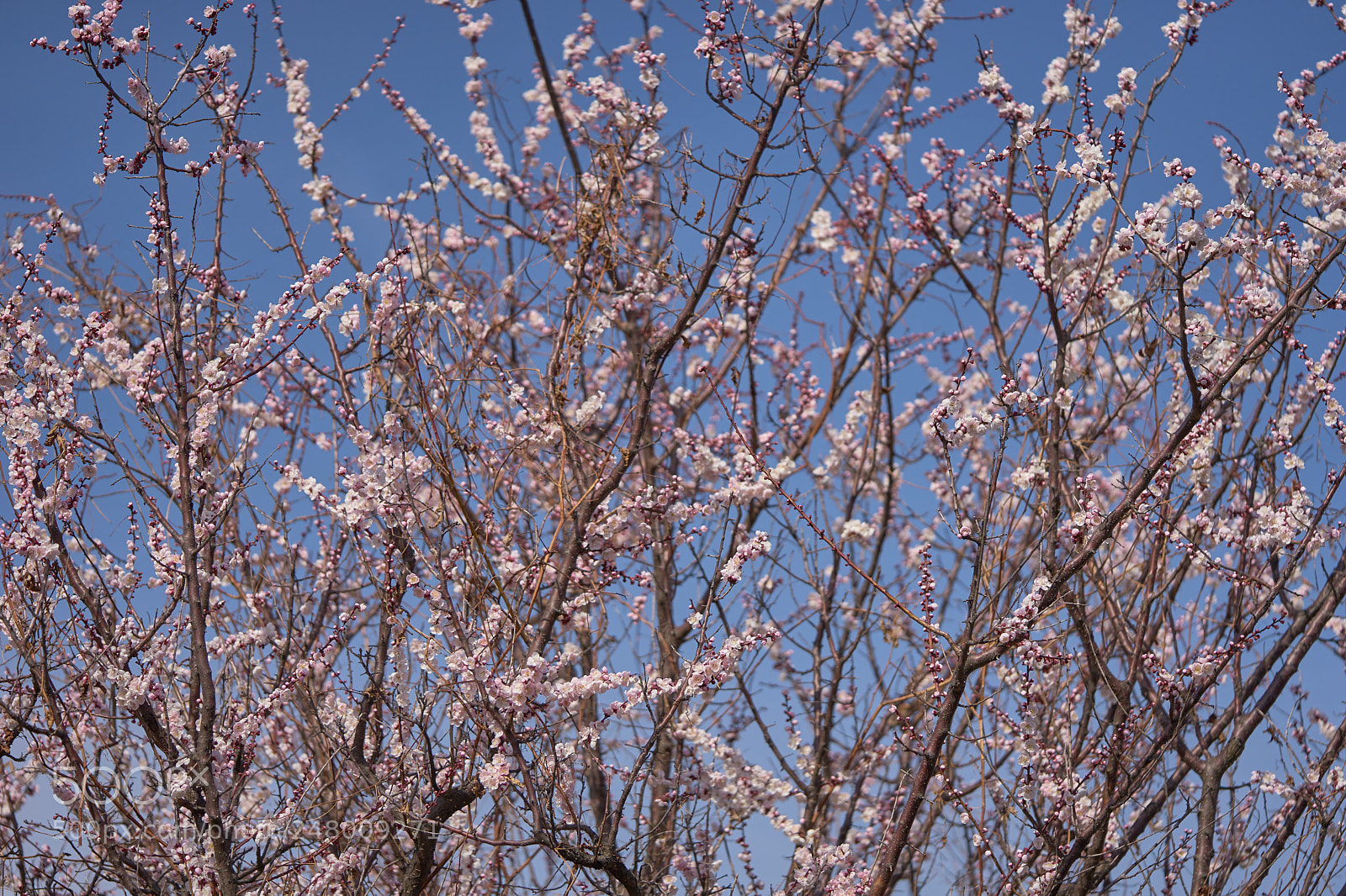 Sony a7 sample photo. Flowers 6170 photography