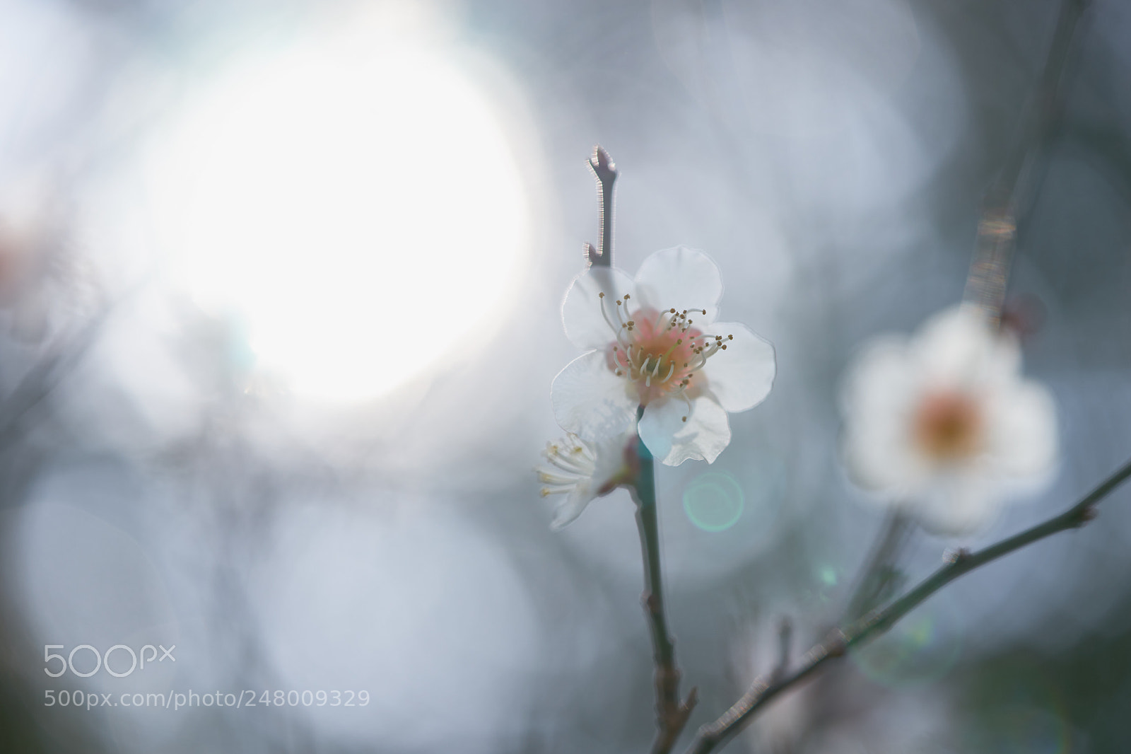Sony a7 sample photo. Flowers 6171 photography