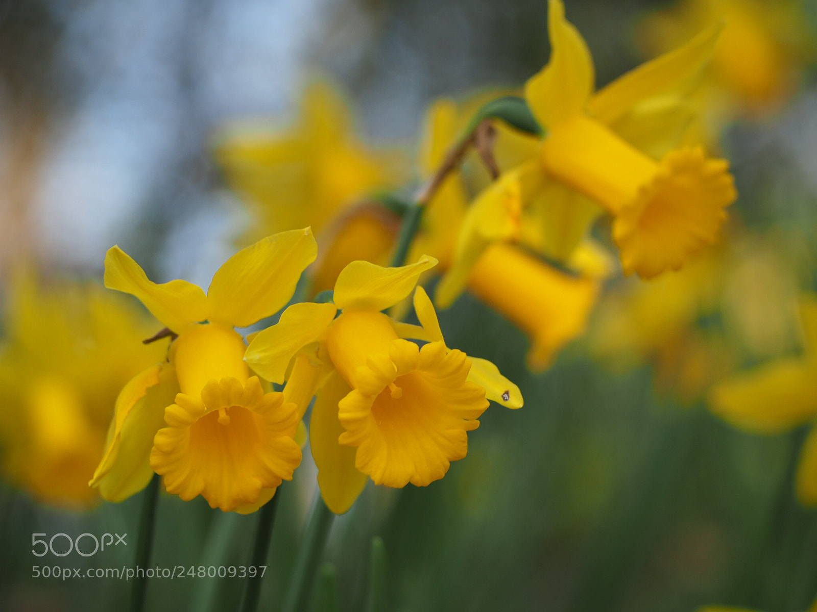 Olympus OM-D E-M5 II sample photo. Luz photography