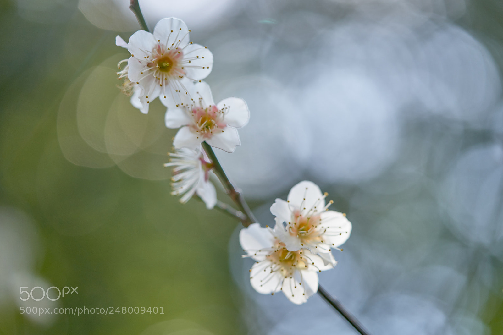 Sony a7 sample photo. Flowers 6172 photography