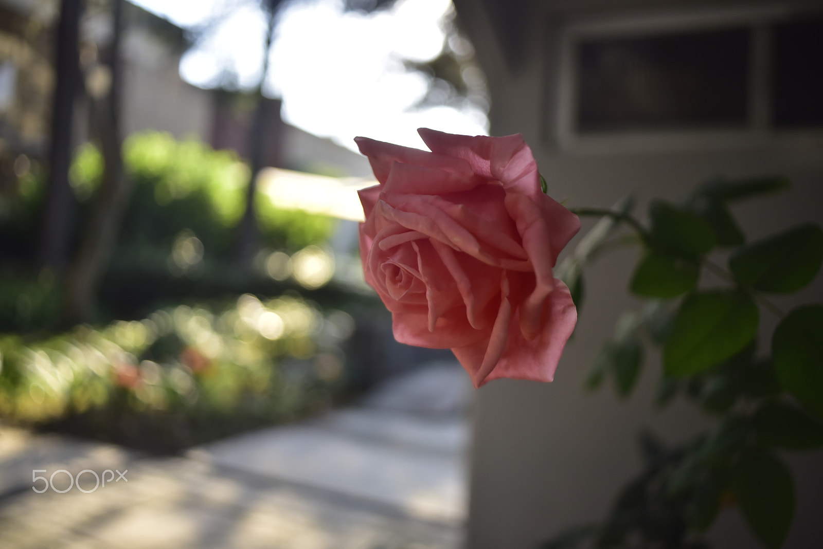 Nikon D750 + AF Nikkor 28mm f/2.8 sample photo. Rosa photography