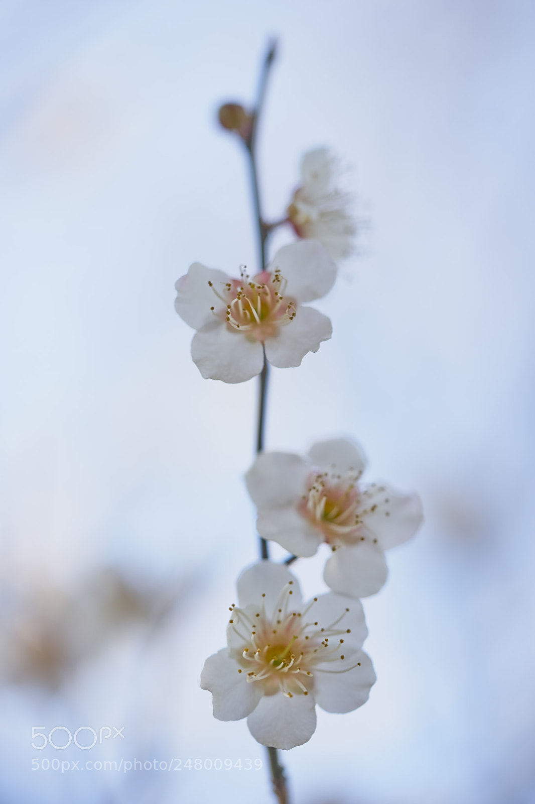 Sony a7 sample photo. Flowers 6173 photography