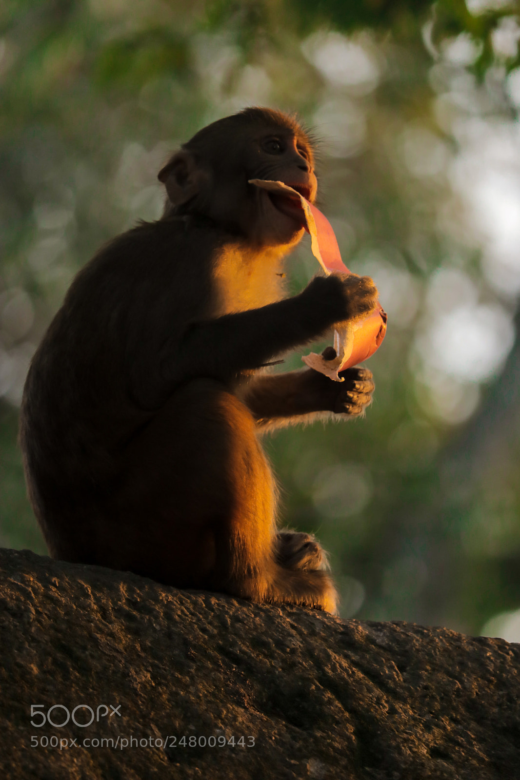 Canon EOS 80D sample photo. Monkey photography